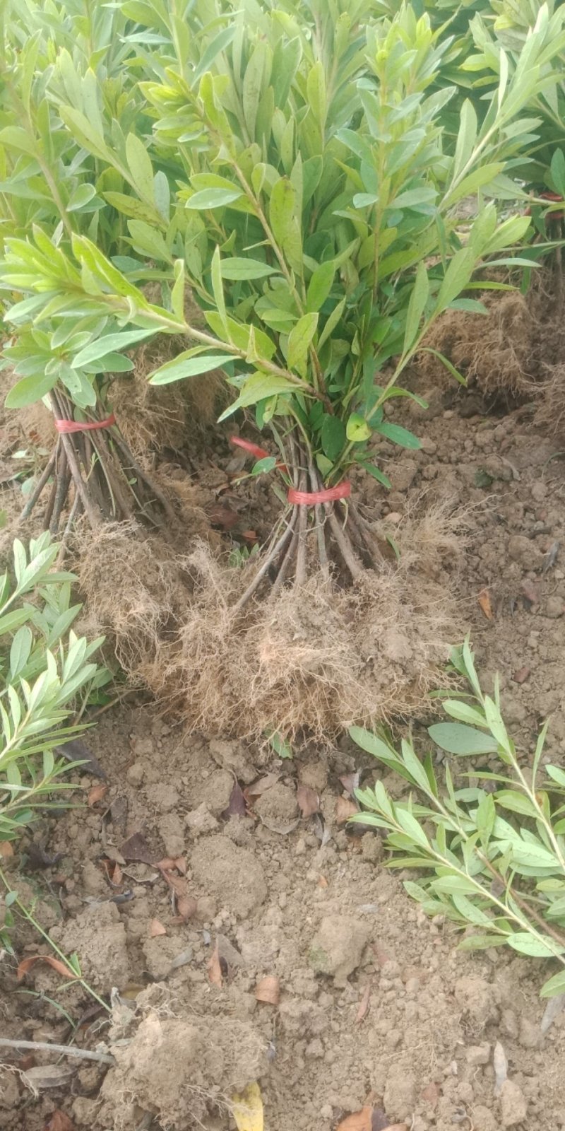 毛杜鹃，自家基地，大量供应，便宜
