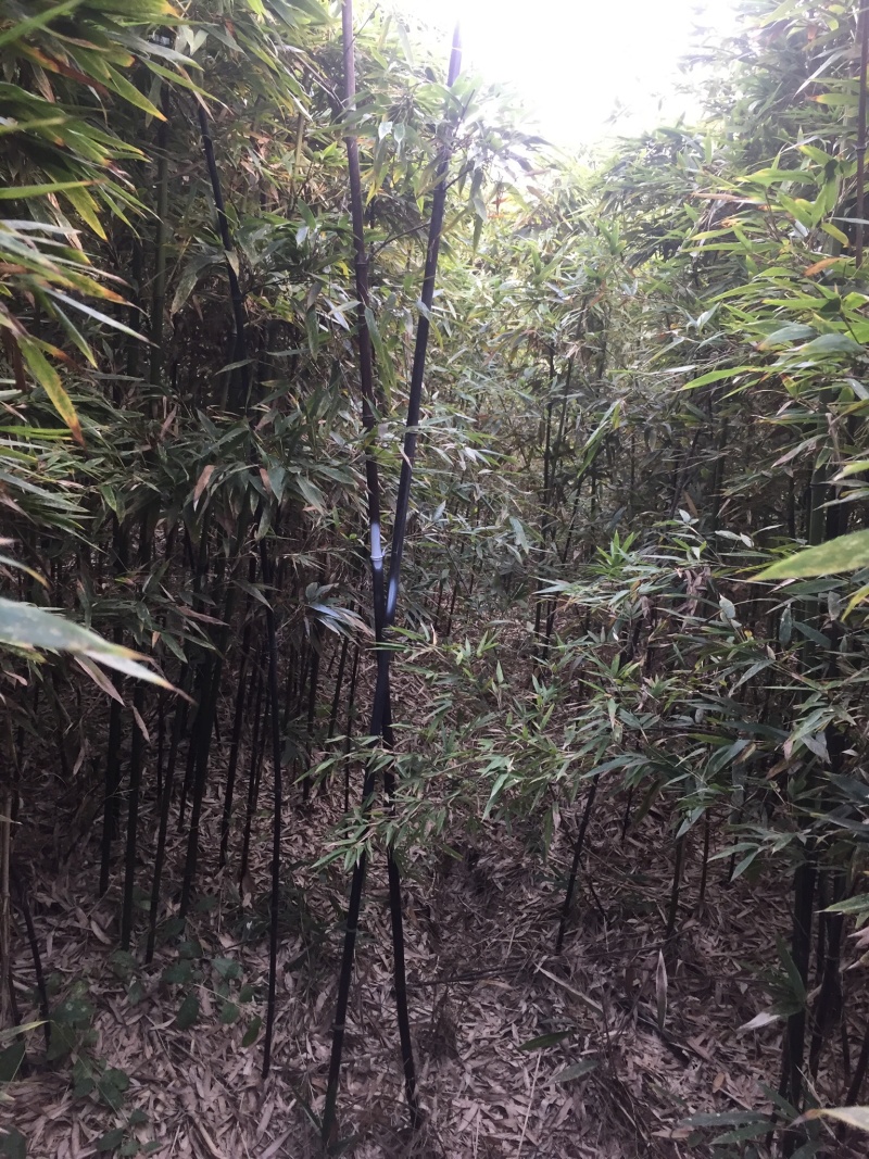 紫竹、青竹基地供应、量大，优质竹苗