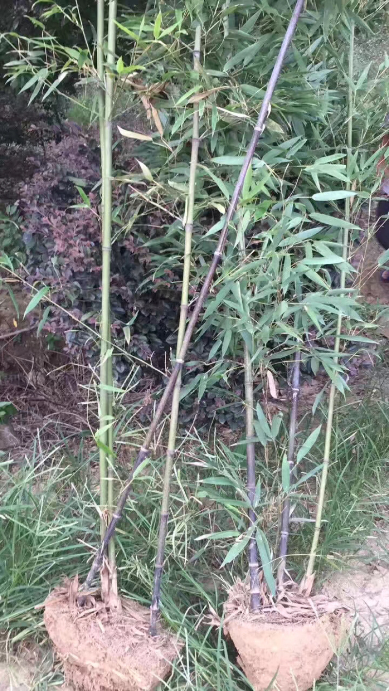 紫竹、青竹基地供应、量大，优质竹苗
