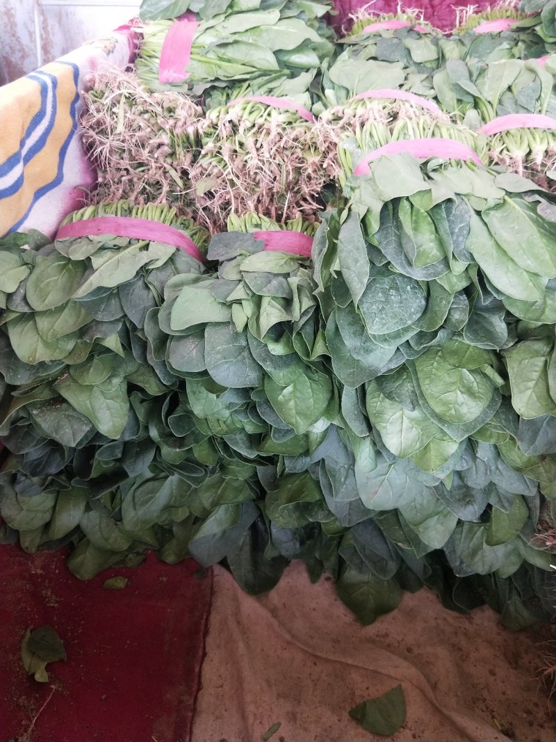 精品菠菜河北菠菜产地根据需求提供包装，可散装/打捆