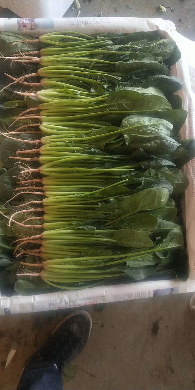 精品菠菜河北菠菜产地根据需求提供包装，可散装/打捆