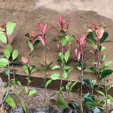 红叶石楠小杯苗、大杯苗基地直供，量大，苗子新鲜！