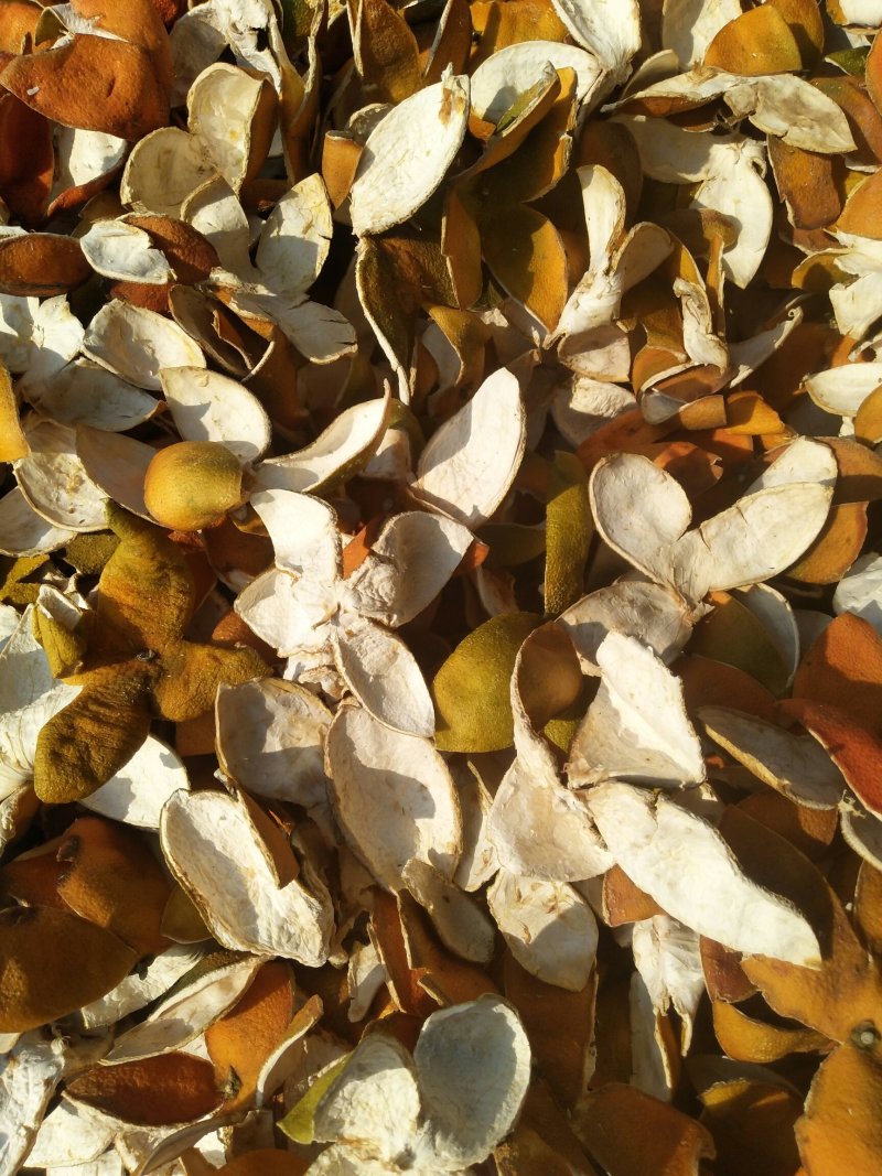 精选优质橙皮四花橙皮颜色好足干货