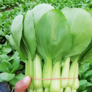 菜苔