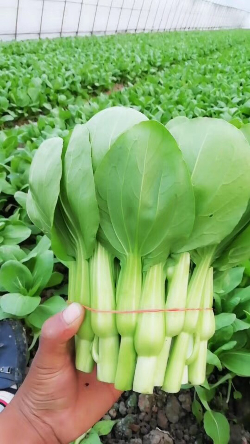 菜苔