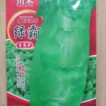 莴苣种子皮青肉绿美味茎棒粗大莴笋种子