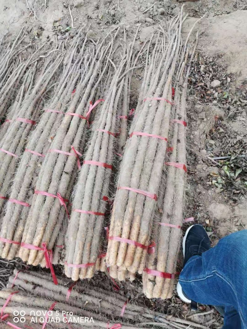 山西永济铁棍山药，产地直发，货源充足，量大从优，全国发货