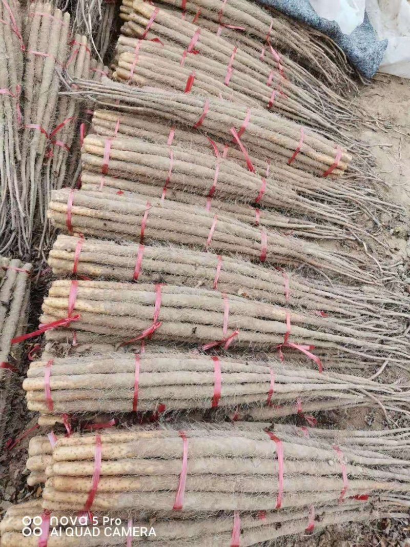 山西永济铁棍山药，产地直发，货源充足，量大从优，全国发货