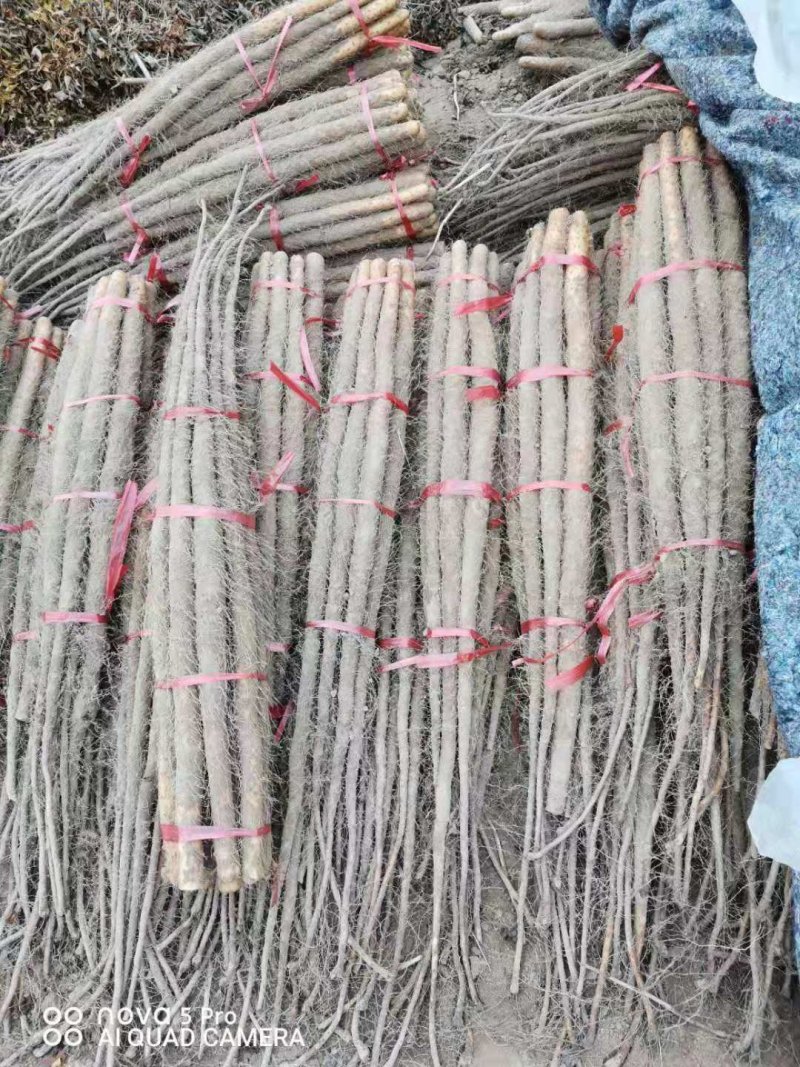 山西永济铁棍山药，产地直发，货源充足，量大从优，全国发货