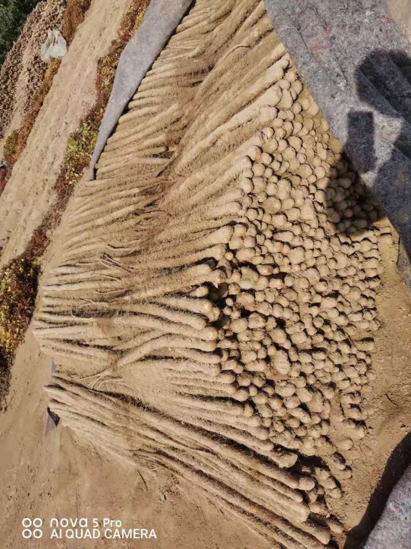 山西永济铁棍山药，产地直发，货源充足，量大从优，全国发货
