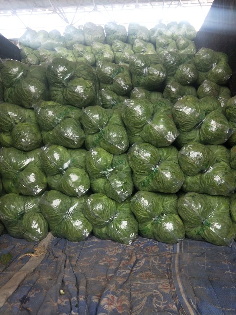 精品甘蓝产地直供一手货源批发品质保证价格优惠