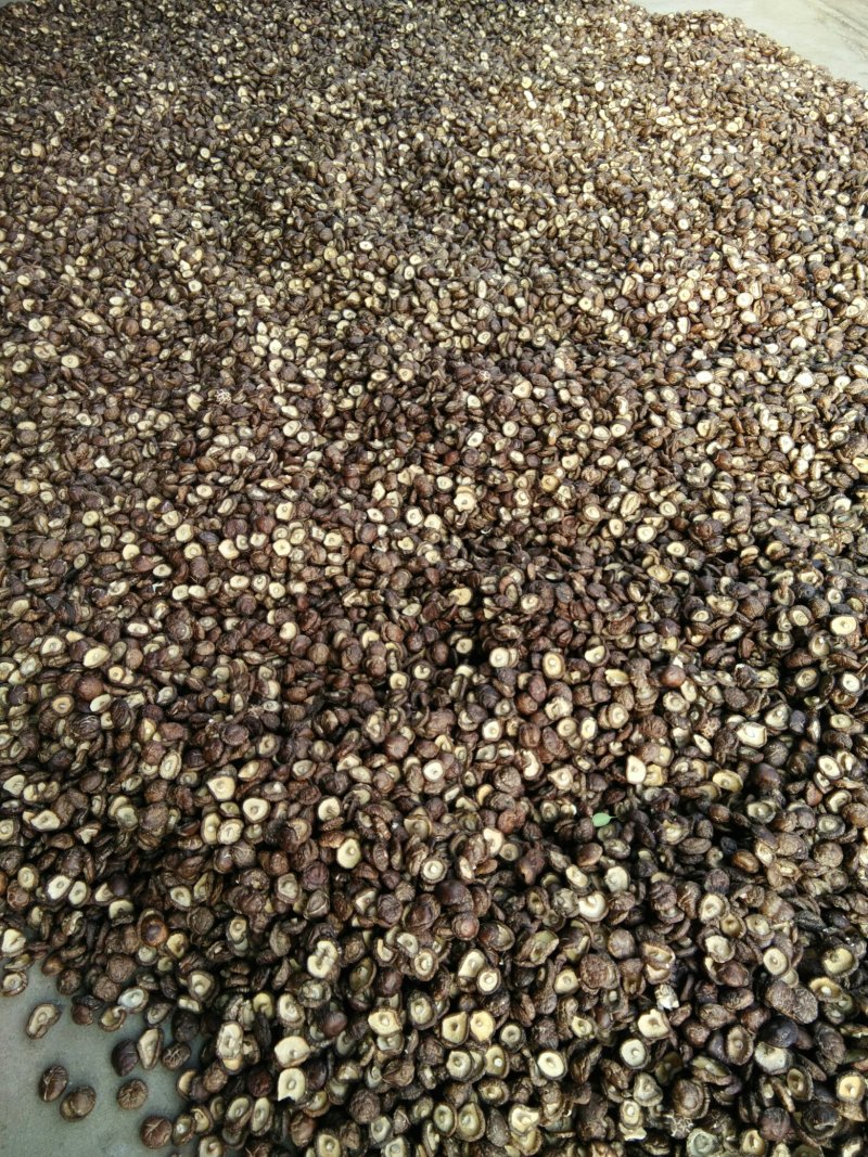 河南春栽袋料干香菇，新货，特价，复购200斤免邮费