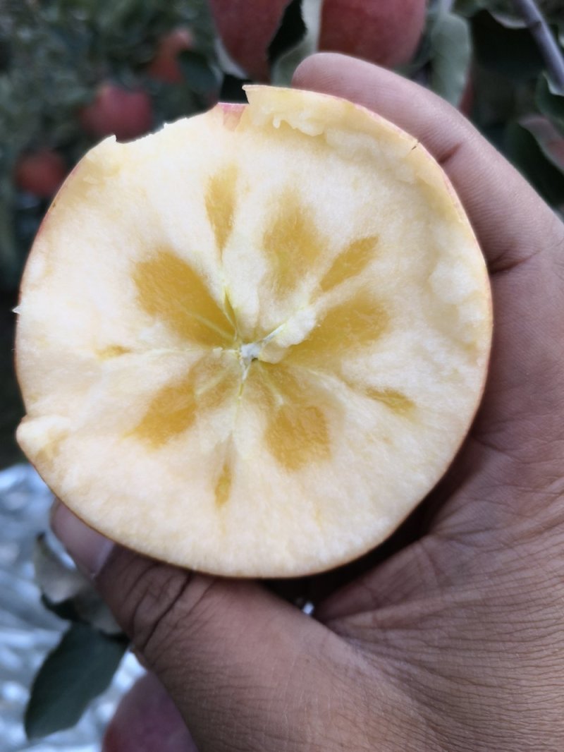 阿克苏冰糖心苹果/阿克苏苹果
