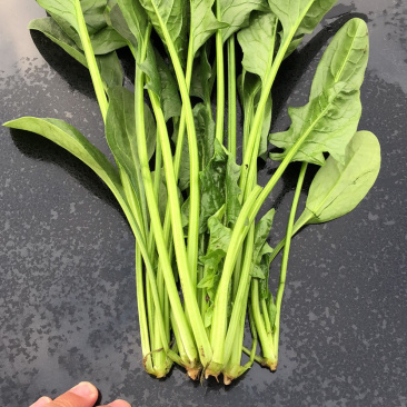 小帅货站大叶菠菜大量供应，