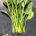 小帅货站大叶菠菜大量供应，