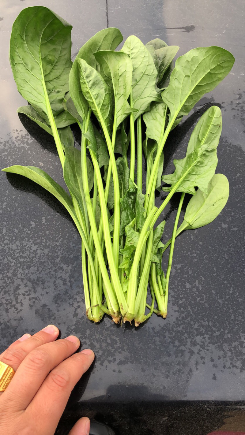 小帅货站大叶菠菜大量供应，