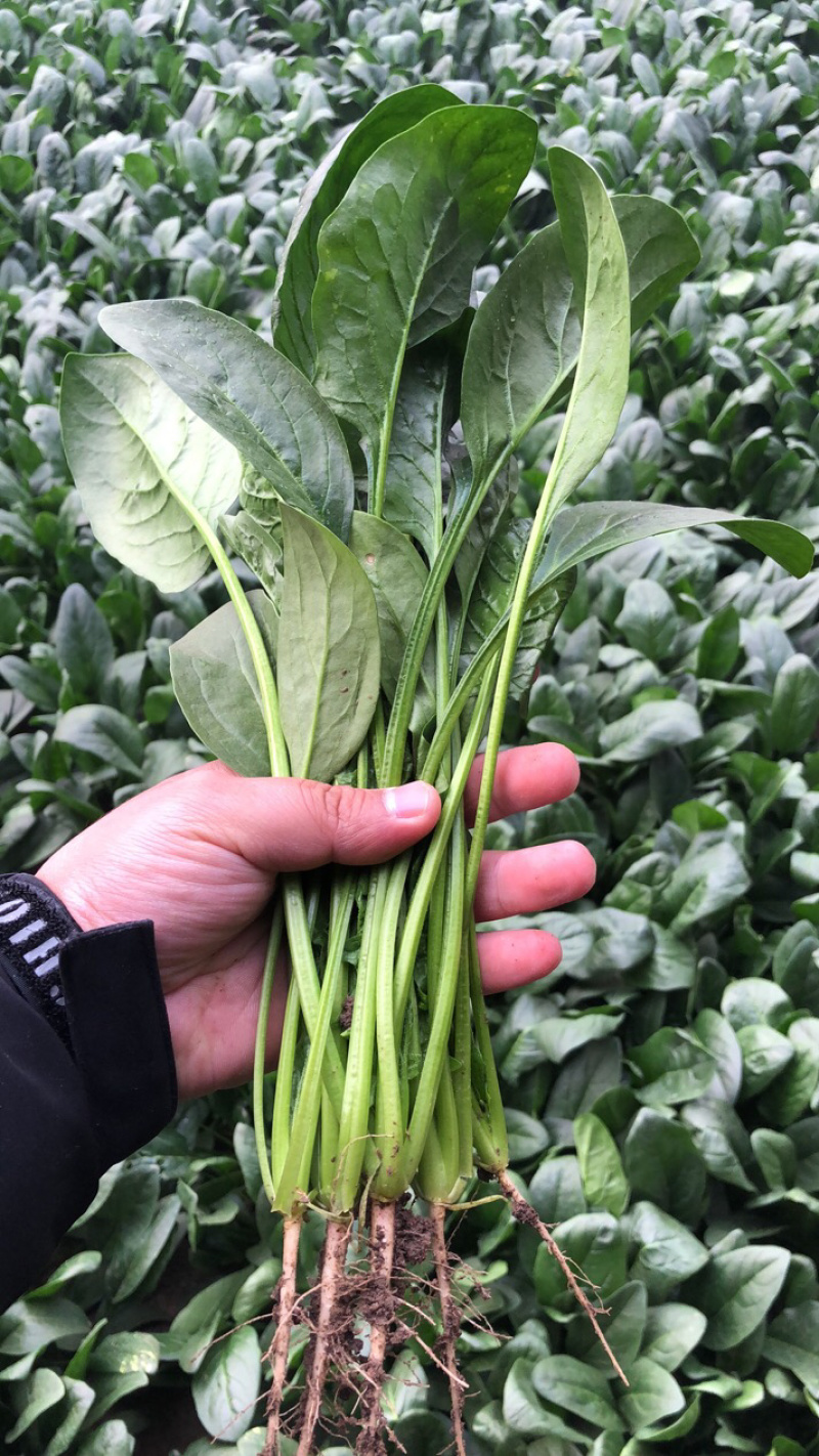 小帅货站大叶菠菜大量供应，