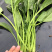 小帅货站大叶菠菜大量供应，