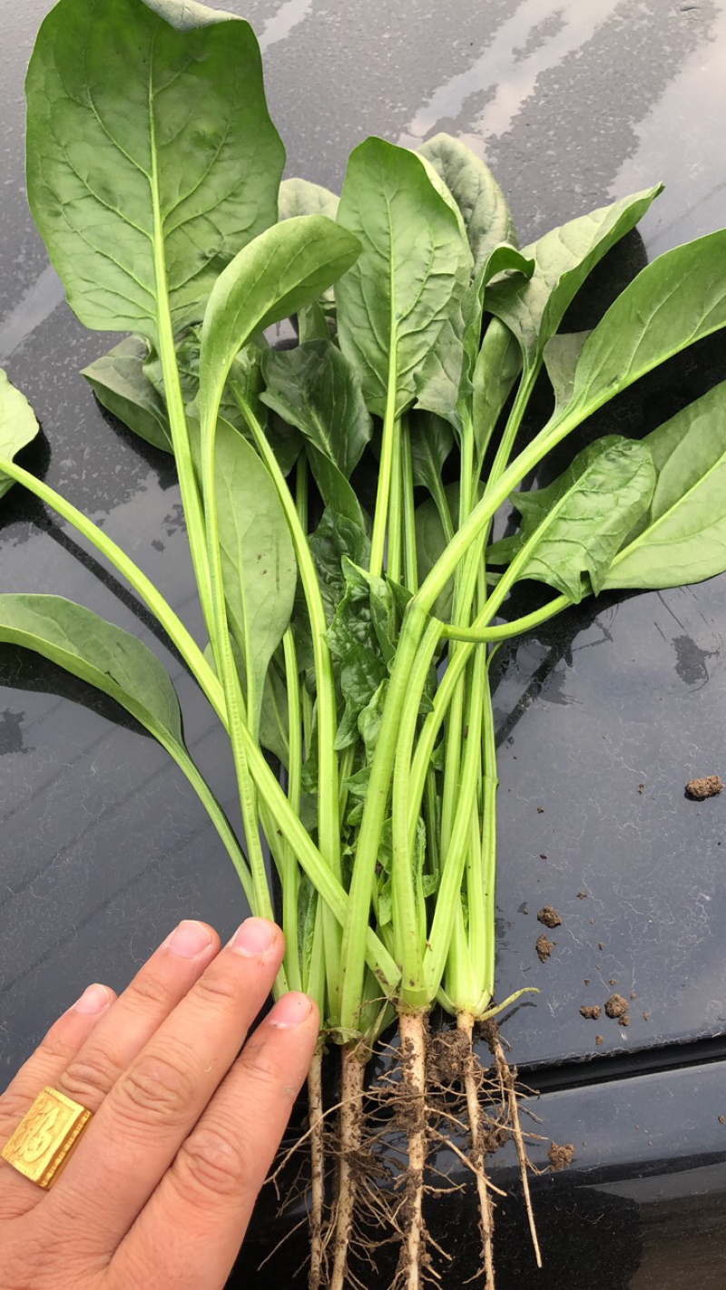 小帅货站大叶菠菜大量供应，