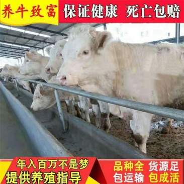 神谷肉牛技术指导五包服务优良品种让您养牛无忧