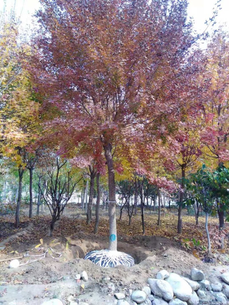 五角枫树，五角枫苗一手货源规格齐全常年优等苗批发