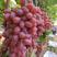山东青岛莱西精品大棚长粒克瑞森葡萄，很快就要上市了！