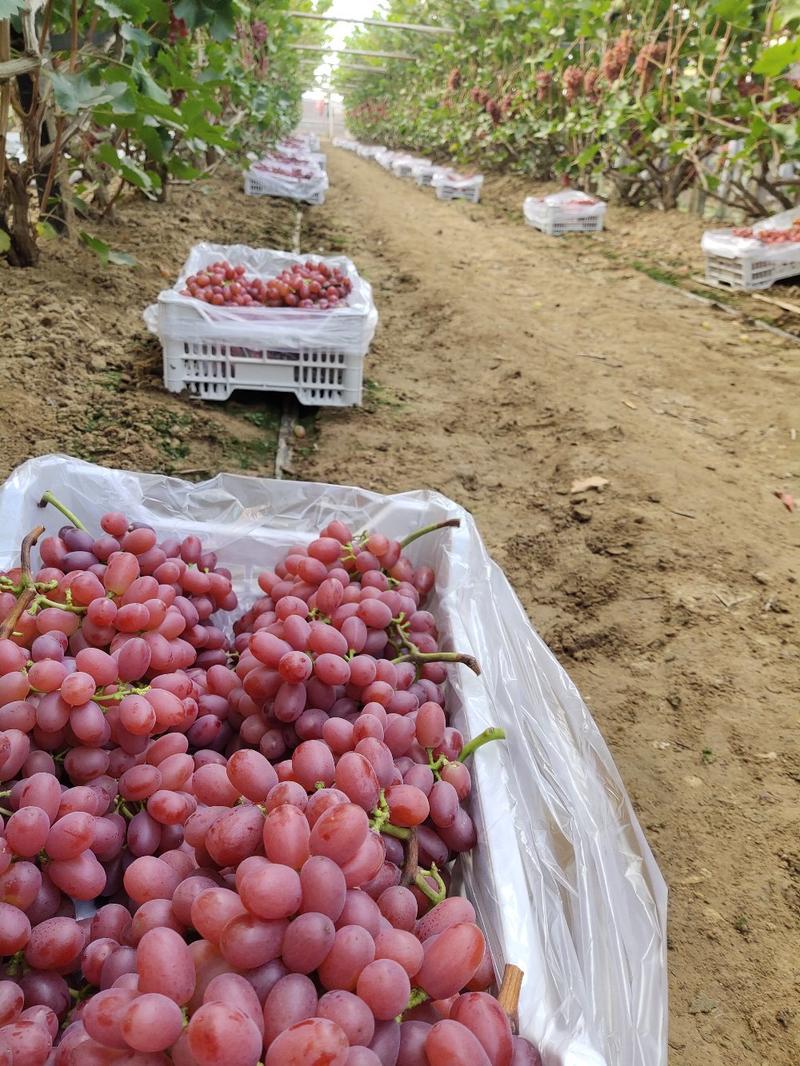 山东青岛莱西精品大棚长粒克瑞森葡萄，很快就要上市了！