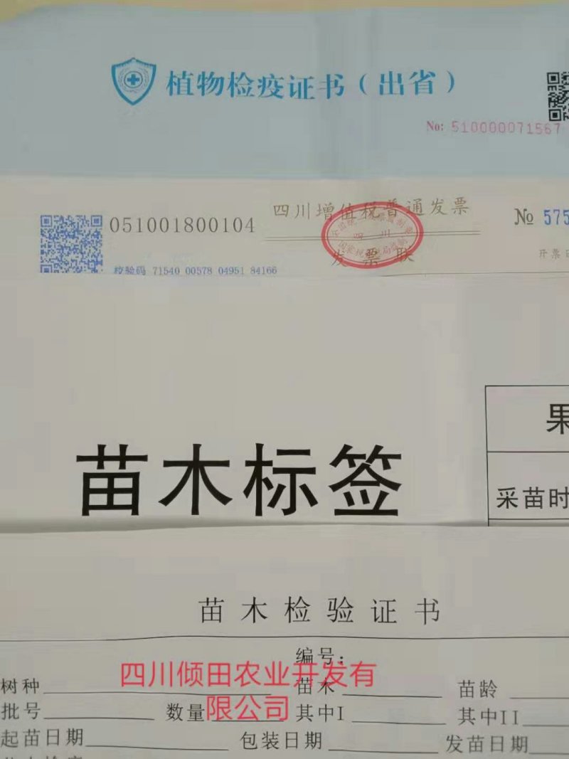 沃柑苗柑橘苗五月苗裸根苗品质保证签合同销售技术指导