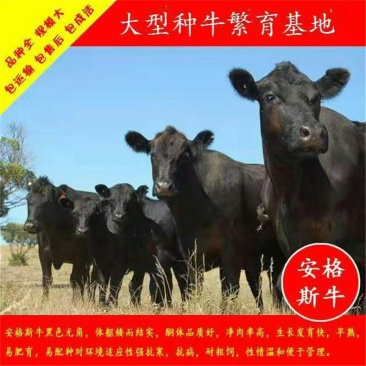 安格利斯牛五包服务技术指导品种齐全自由挑选