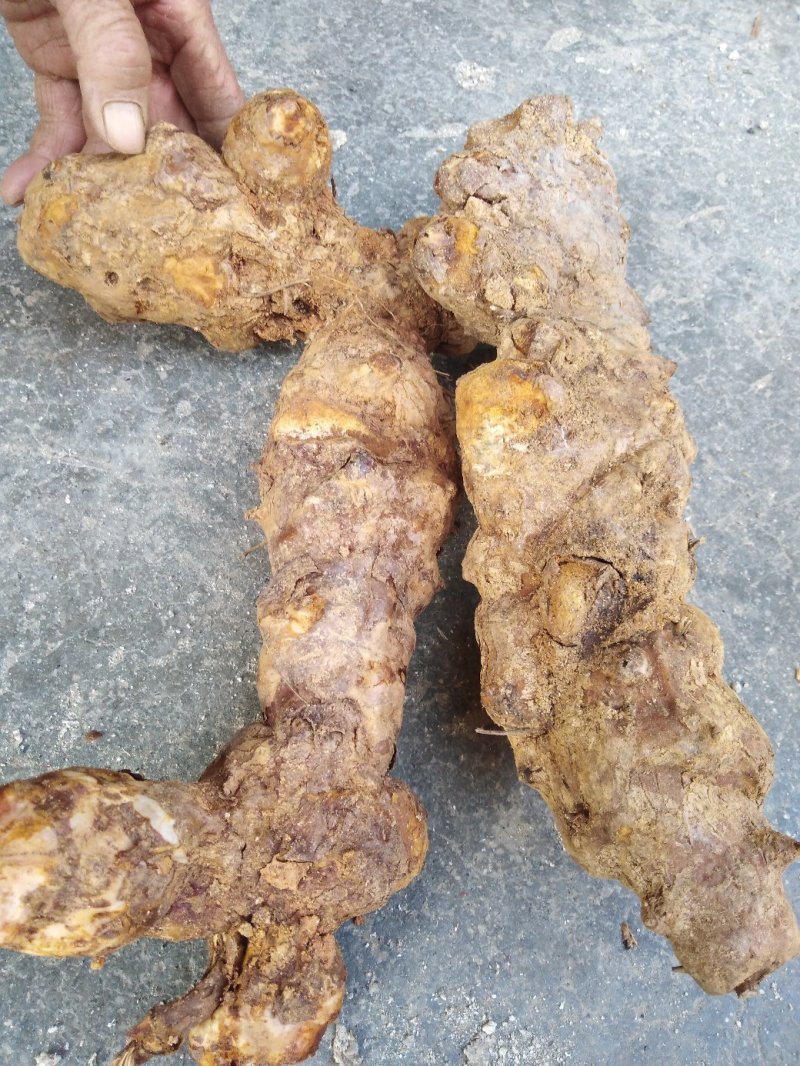 白肉粉质不变色土伏苓野生的湖南粉质新鲜大山深处挖的土茯苓