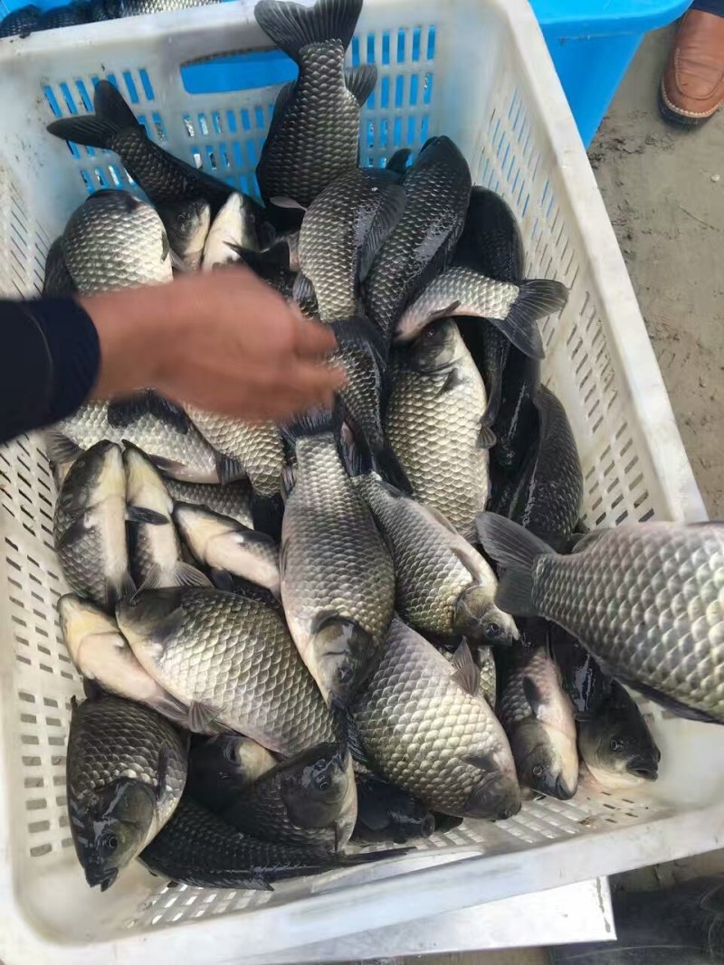 中科三号鲫鱼