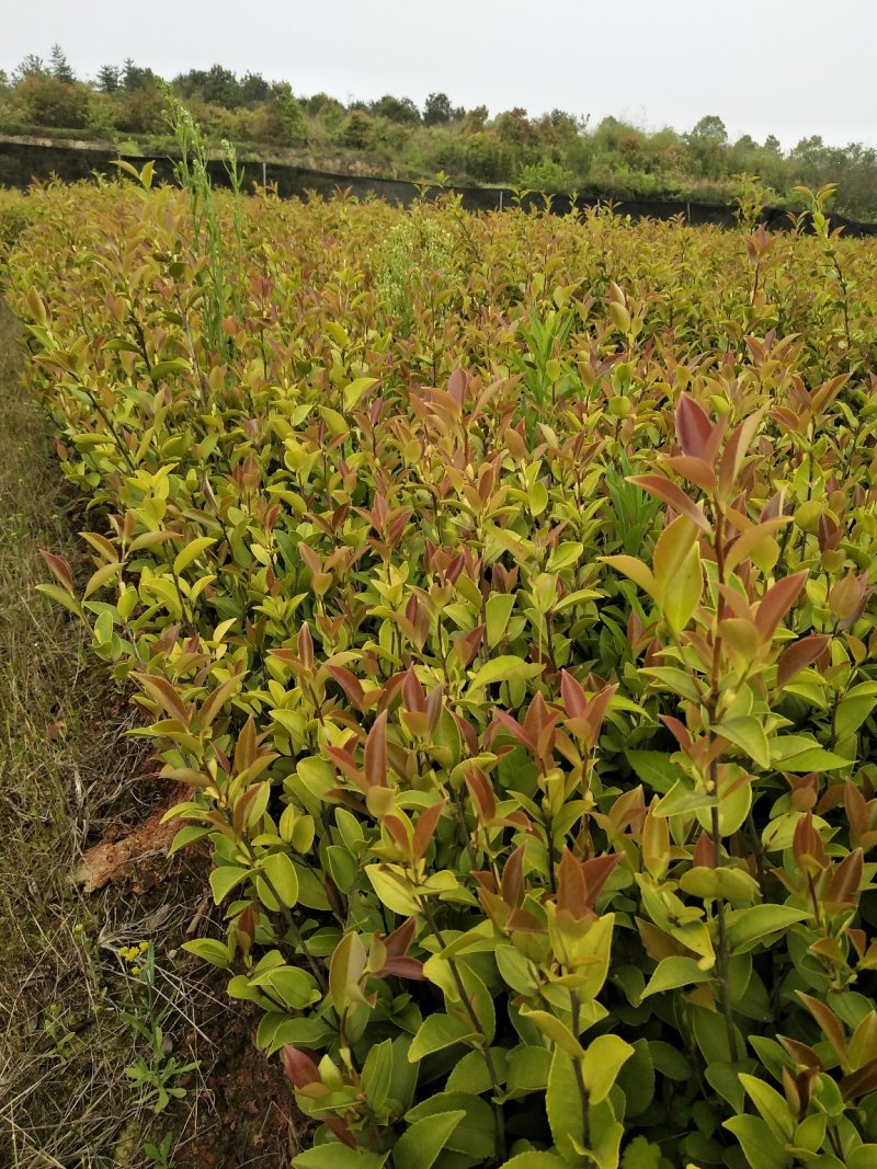 供应优质嫁接油茶杯苗
