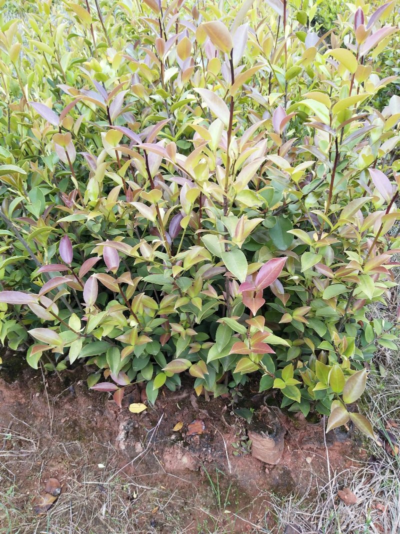 供应优质嫁接油茶杯苗