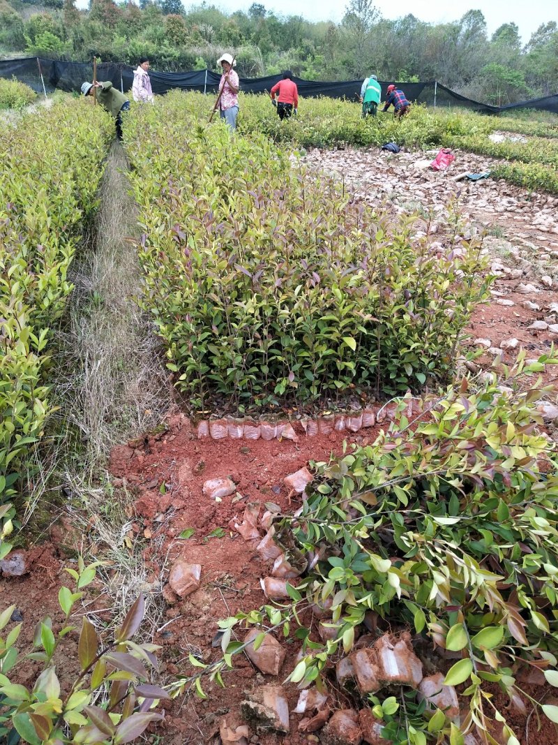供应优质嫁接油茶杯苗