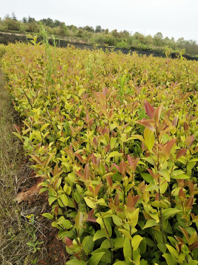 供应优质嫁接油茶杯苗