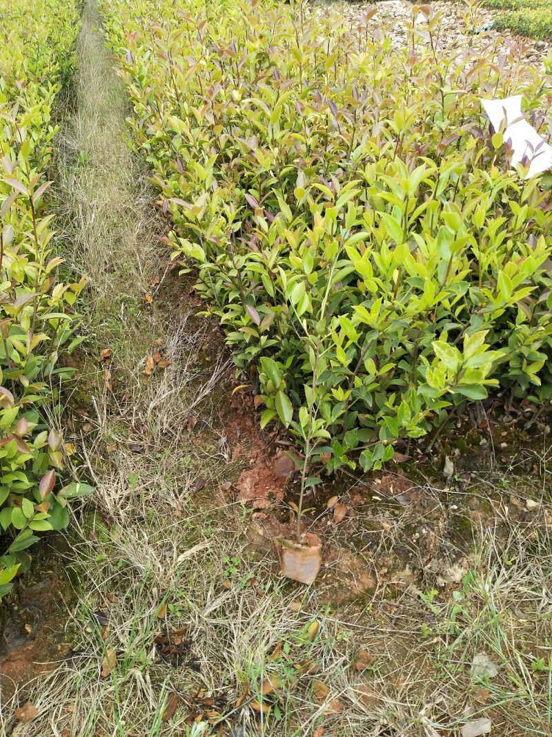 供应优质嫁接油茶杯苗