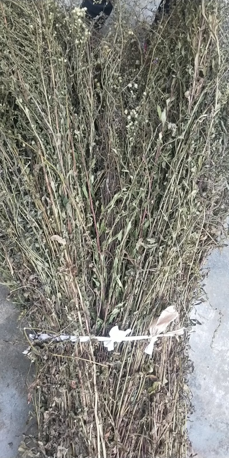 黄花