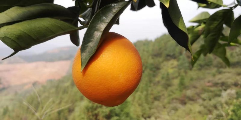 赣南脐橙小果迷你果支持一件代发