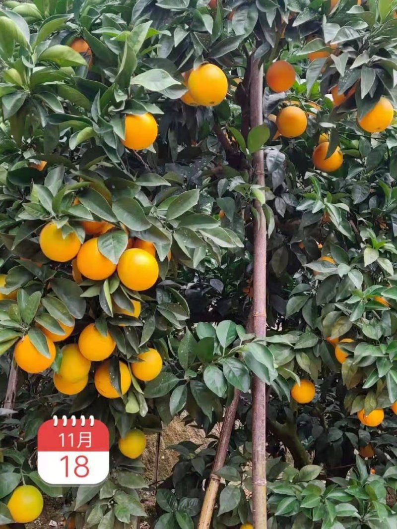赣南脐橙小果迷你果支持一件代发