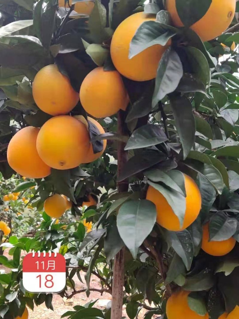 赣南脐橙小果迷你果支持一件代发