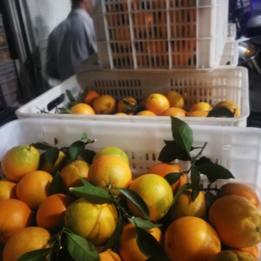 赣南脐橙小果迷你果支持一件代发