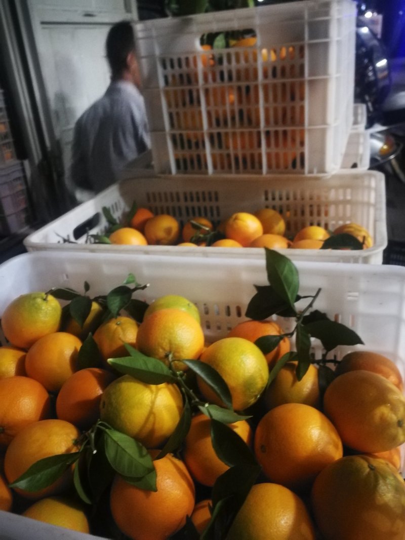 赣南脐橙小果迷你果支持一件代发