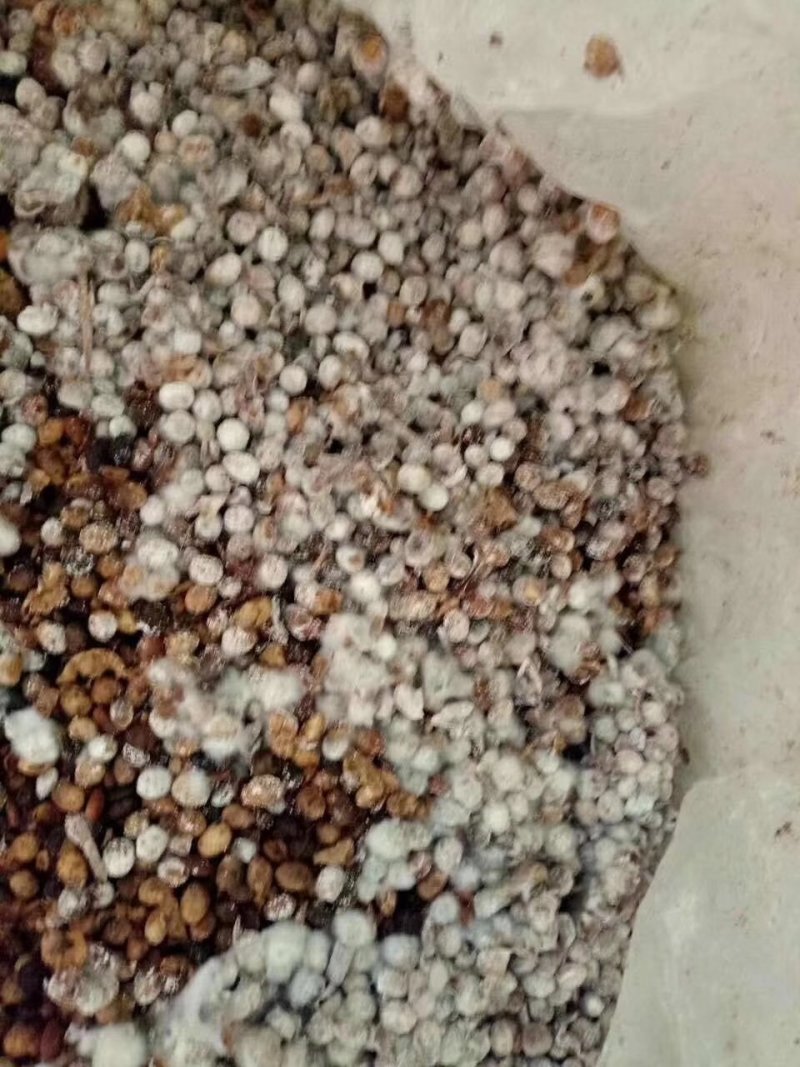 生物菌发酵大豆厂价直供
