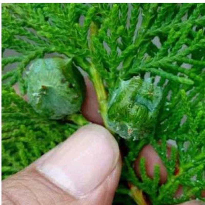 侧柏种子柏树种籽耐寒林木景观绿化侧柏种子