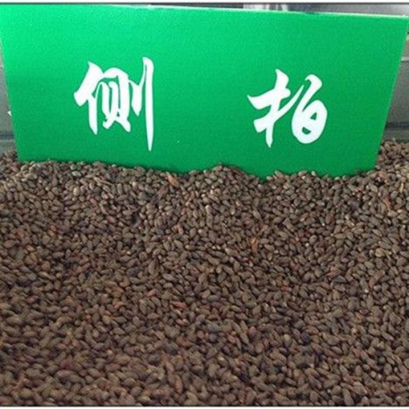 侧柏种子柏树种籽耐寒林木景观绿化侧柏种子