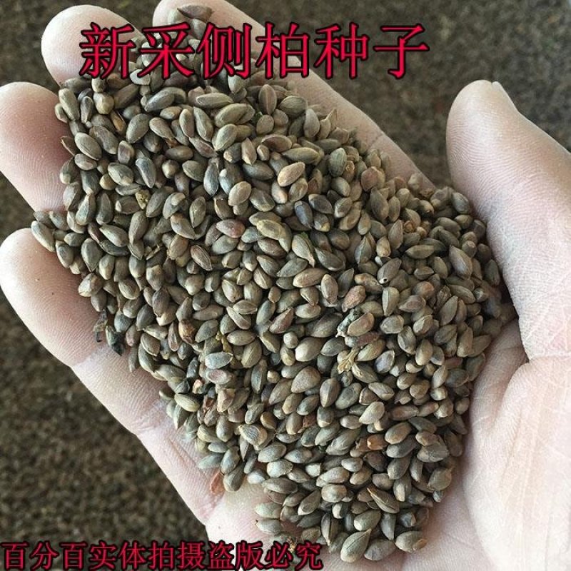 侧柏种子柏树种籽耐寒林木景观绿化侧柏种子