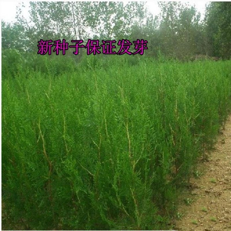 侧柏种子柏树种籽耐寒林木景观绿化侧柏种子