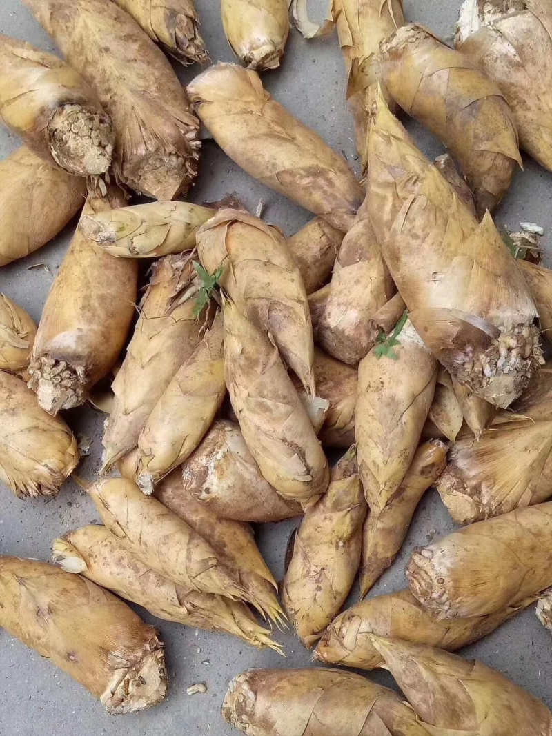 大量冬笋供应