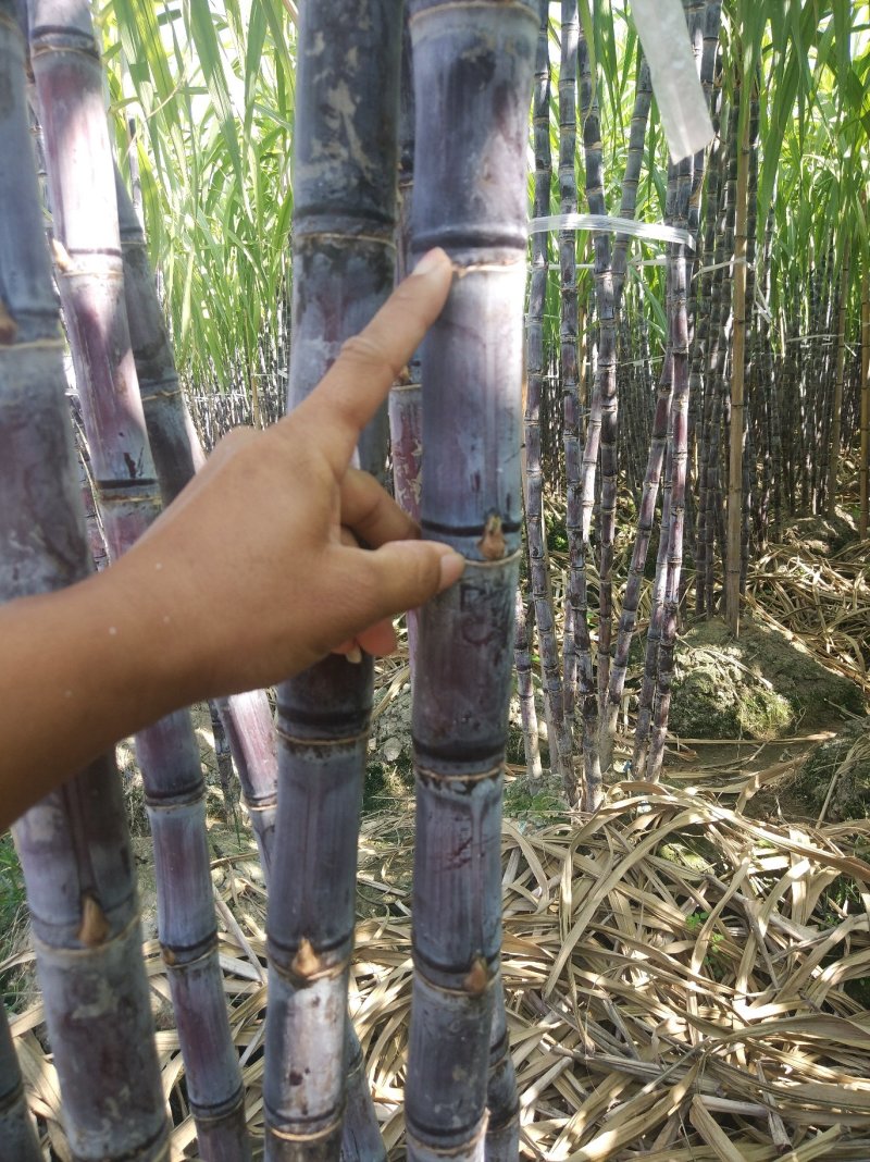 广西甘蔗黑皮甘蔗平均7.5斤重一棵，