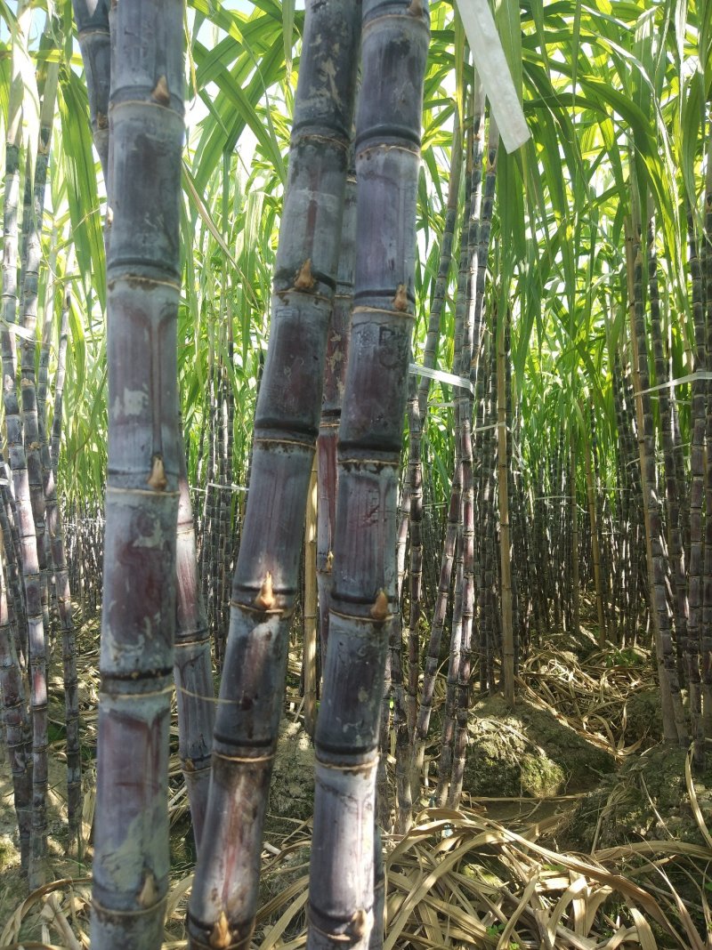 广西甘蔗黑皮甘蔗平均7.5斤重一棵，